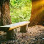 Log bench in sunshine in summer forest