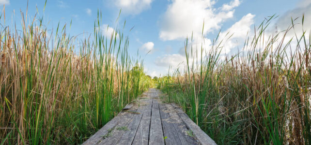Wooden walkway through tall grass to sky