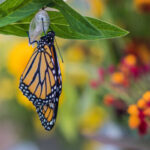Monarch butterfly emerging from cocoon